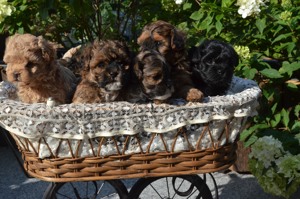 Maltipoo Welpen nur noch 2 Rüden