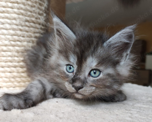 Reinrassige Maine-Coon-Katze