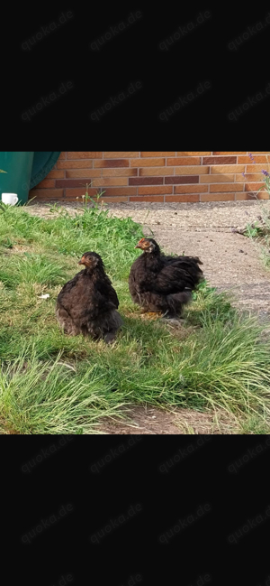 pärchen hahn+henne 