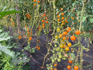 Biologische Freilandtomaten