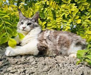 Maine Coon Katze