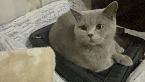 Britische kurzhaar Katze sehr lieb und familienfreundlich Wohnung Katze