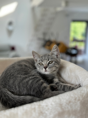 Bengal BKH kater 1,5 jahre jung 