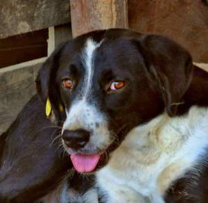 Hailey ist menschenbezogen und liebt Streicheleinheiten 