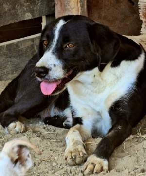 Hailey möchte Lieblingshund werden