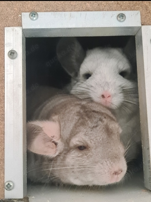 2 Chinchilla Weibchen in gute Hände abzugeben. 