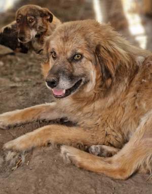  Duke sucht gemütliches Körbchen 