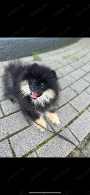 pomeranian 