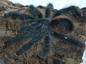 0.1 Avicularia avicularia (sp. Metallica), Vogelspinne