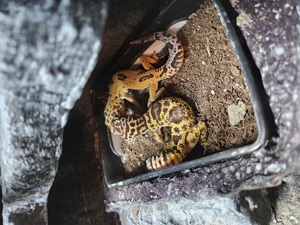 Leopardgecko Terrarium mit 1 Männchen und 2 Weibchen 