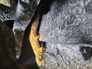 Leopardgecko Männchen 