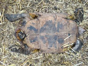 Gelbkopf Schildkröten  zu verkaufen 