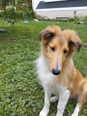 Wuffi Colliewelpe Langhaar sucht allerbesten Eltern Geboren am 24.04.24.wohnt 94152 Neuhaus am Inn