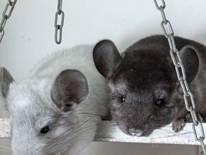 Chinchilla Babys Rpat Schecke und Grau suchen Traumzuhause 