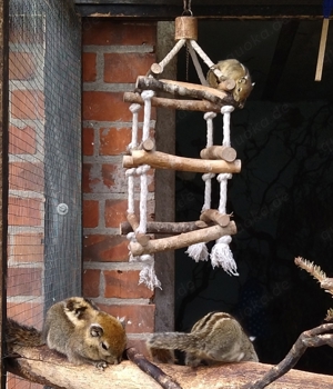 chinesische Baumstreifenhörnchen Streifenhörnchen 