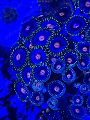 Meerwasser, Gorgonie, Euphyllia, Seriotopora ... Bild 3