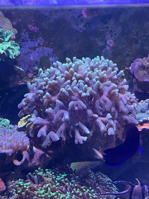 Meerwasser, Gorgonie, Euphyllia, Seriotopora ... Bild 4