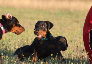 DOBERMANN WELPEN ELTERN NACH ZTP wunderbares Exterieur und ideal für die Arbeit Bild 5