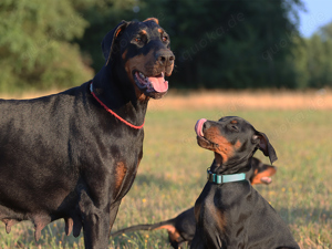 DOBERMANN WELPEN ELTERN NACH ZTP wunderbares Exterieur und ideal für die Arbeit Bild 7