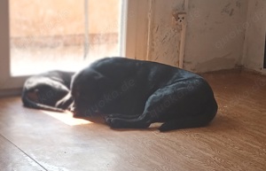 hiermit verkaufe ich meinen Hund Ranger 