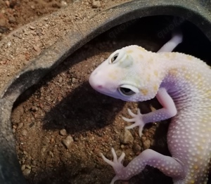 Leopardgecko Weibchen snake eyes in gute Hände abzugeben. 