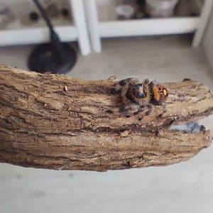 Phidippus regius Rastafari 