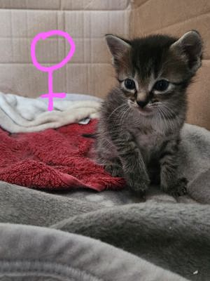 Chantilly-Tiffany BKH Mix Kitten suchen neues Zuhause <3