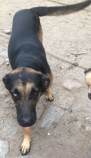 Rüde Pepe, Schäferhund-Mix, 1,5 Jahre alt, sucht neues zu Hause