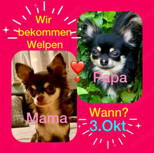 Chihuahua Welpen klein,  reinrassig am 3.okt 