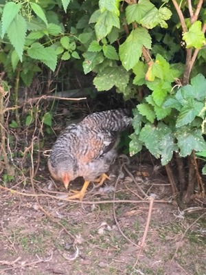 5 Bielefelder Kennhuhn Hähne zusammen 35 EUR