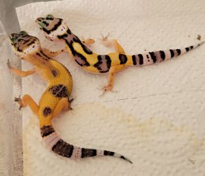 Leopardgecko Nachzucht 2024