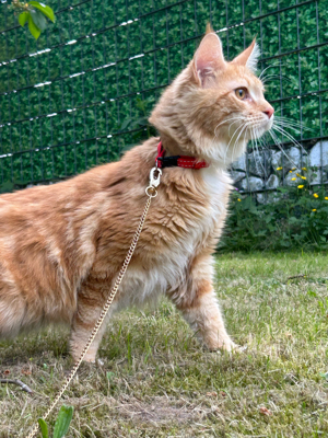 Deckkater main coon ( kein verkauf) 