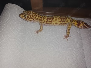 Leopardgecko Männchen 2019