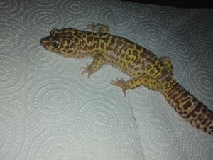 Leopardgecko Männchen 2021