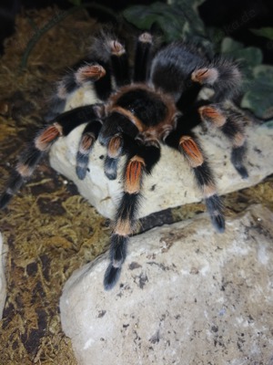 Brachypelma harmorii 0.1 2019