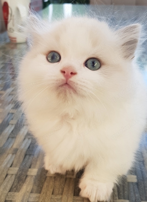 besondere Ragdoll kitten 