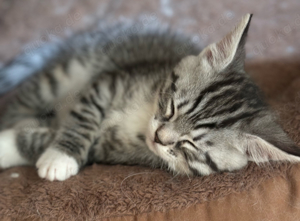 Maine Coon mix kitten 