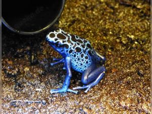 Dendrobates azureus (Blaue Pfeilgiftfrösche)