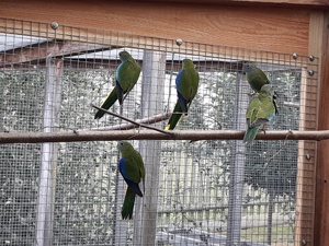  Schönsittiche  Bild 2