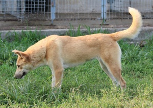 Milio, geb. ca. 09 2022, lebt in GRIECHENLAND, im städt. Tierheim Serres Bild 10