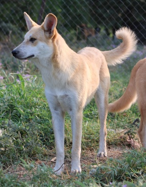 Milio, geb. ca. 09 2022, lebt in GRIECHENLAND, im städt. Tierheim Serres Bild 7