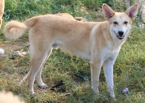 Milio, geb. ca. 09 2022, lebt in GRIECHENLAND, im städt. Tierheim Serres Bild 3
