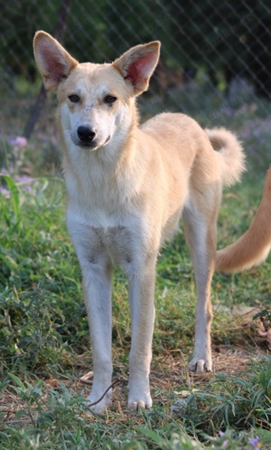 Milio, geb. ca. 09 2022, lebt in GRIECHENLAND, im städt. Tierheim Serres Bild 9