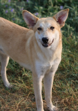 Milio, geb. ca. 09 2022, lebt in GRIECHENLAND, im städt. Tierheim Serres Bild 6