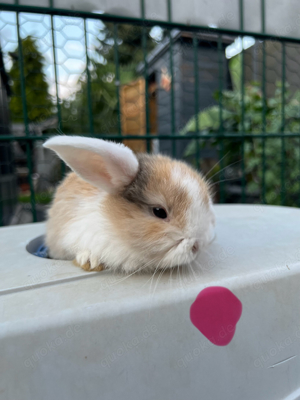 Mini lop Zwergwidder (geimpft)