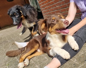 australian shepherd red tri rüde