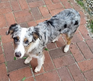 blue merle australian shepherd Welpe