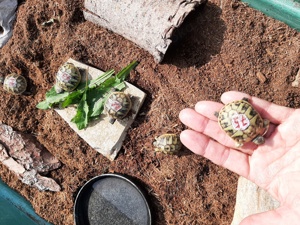 Babylandschildkröten zu verkaufen