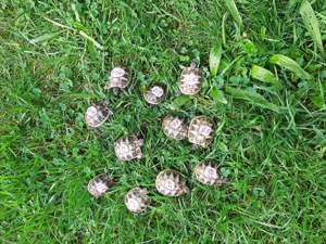 Schildkrötenbabys - griechische Landschildkröten - zu verkaufen