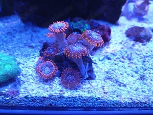 Meerwasser LPS SPS Korallen  Bild 7
